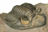Flying Zlichovaspis Trilobite - Orange Eye Preservation #339540-3
